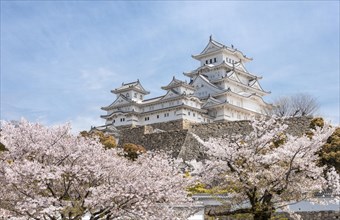 Blossoming cherry trees