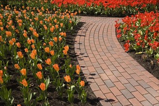 A curved brick garden path runs through the orange and red tulip beds in a public garden at springtime