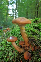 Honey fungus (Armillaria sp.)