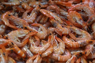 Shrimps on sale at a weekly market
