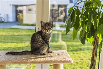 Young tabby domestic cat perched on a scratching post