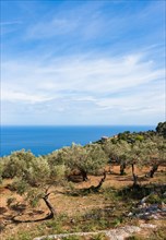 Old olive trees near Deia