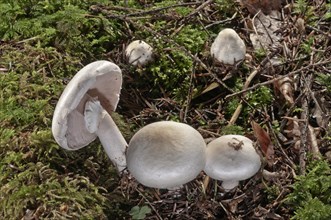 Wood Mushroom (Agaricus silvicola)