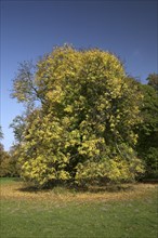 Autumn in the recreation area at Decksteiner Weiher lake