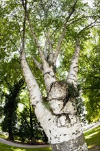 Himalayan Birch (Betula utilis)