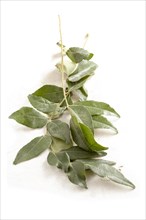 Curry leaves