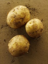 Fresh organic new Jersey potatoes