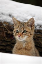 Wildcat (Felis silvestris)