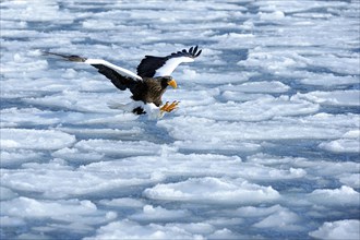 Steller's Sea Eagle (Haliaeetus pelagicus) in flight above drifting ice