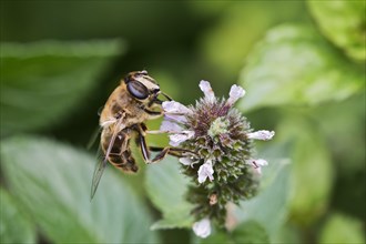 Drone Fly or European Hover Fly (Eristalis tenax)