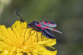Six-spot Burnet moth (Zygaena filipendulae)