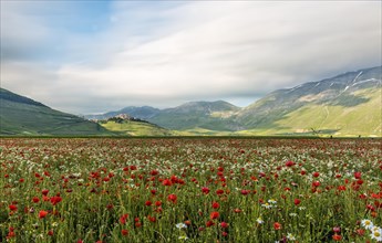 Flowers in the fields and the town of Castelluccio di Norcia at the back