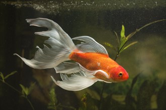 Goldfish (Carassius gibelio forma auratus)