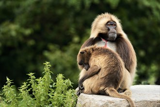 Geladas (Theropithecus gelada)