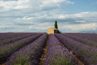 Small house with cypress in a lavender field