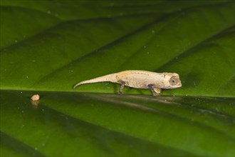 Peyrieras' Pygmy Chameleon (Brookesia peyrierasi)