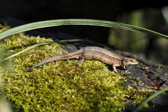 Viviparous lizard (Zootoca vivipara) in the biotope