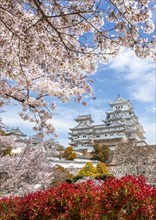 Blossoming cherry trees