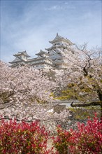 Blossoming cherry trees