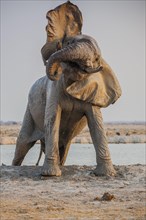 African elephant (Loxodonta africana) leaves the waterhole after a bath