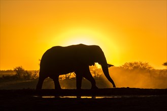African elephant (Loxodonta africana) in backlight in front of setting sun