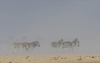 Burchell's Zebras (Equus quagga burchelli)
