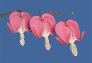 Old-fashioned bleeding-heart (Lamprocapnos spectabilis) against a blue background