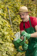 Gardener using a hedge trimmer