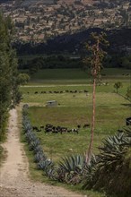 Pastures with a cactus fence