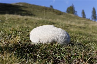 Mosaic puffball (Lycoperdon utriforme) on a pasture