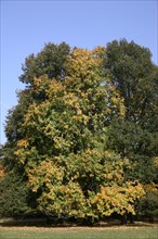 Autumn in the recreation area at Decksteiner Weiher lake