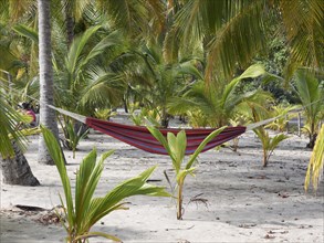 Hammock under the palm trees