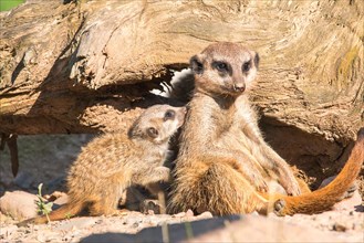 Young meerkat (Suricata suricatta) caressing adult animal