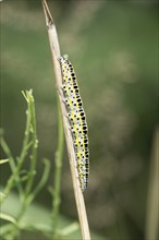 Toadflax moth (Calophasia lunula)
