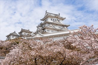 Blossoming cherry trees