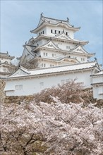 Blossoming cherry trees