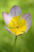 Candia tulip (Tulipa bakeri)