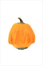 Ornamental gourd variety