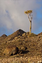 Giant Quiver Tree (Aloe pillansii)