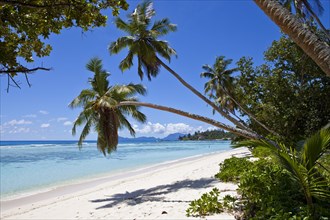 Coconut palms (Cocos nucifera) on the beach of Anse La Passe
