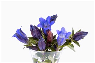 Autumn Gentians (Gentiana scabra)