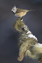 European Crested Tit (Lophophanes cristatus) perched on its song post