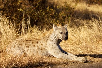 Spotted Hyena (Crocuta crocuta) lying in the grass
