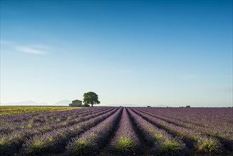 Lavender field