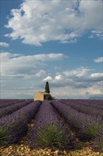 Small house with cypress in a lavender field
