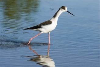 Black-winged Black-winged Stilt (Himantopus himantopus) running in water