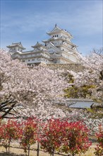 Blossoming cherry trees