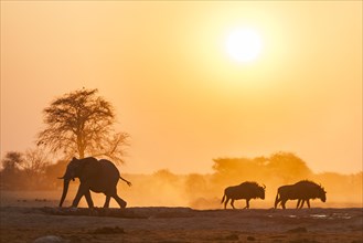 African elephant (Loxodonta africana) and Blue wildebeests (Connochaetes taurinus) backlit at sunset at a waterhole
