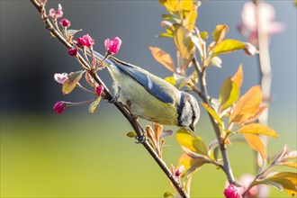 Blue Tit (Cyanistes caeruleus syn Parus caeruleus)