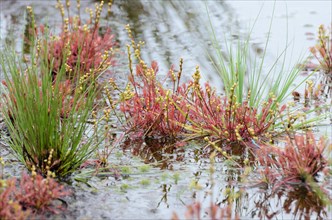 Sundew (Drosera media) with buds in moorland pond